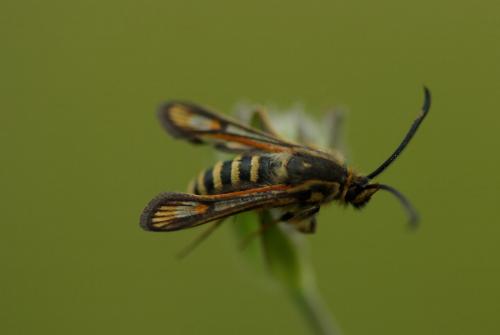 Bembecia sp.